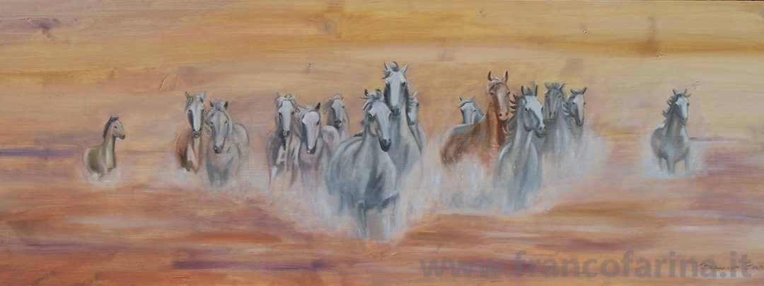 Cavalli nella camargue
