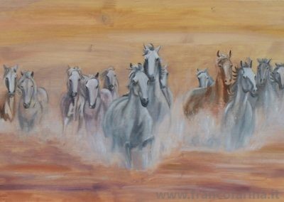 Cavalli nella camargue